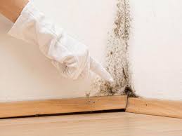 Mold Odor Removal Services in English, IN